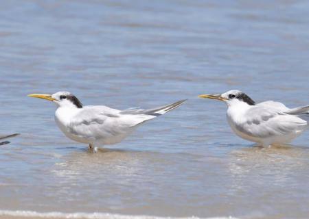 Ministério confirma mais um caso de gripe aviária; total chega a 31
